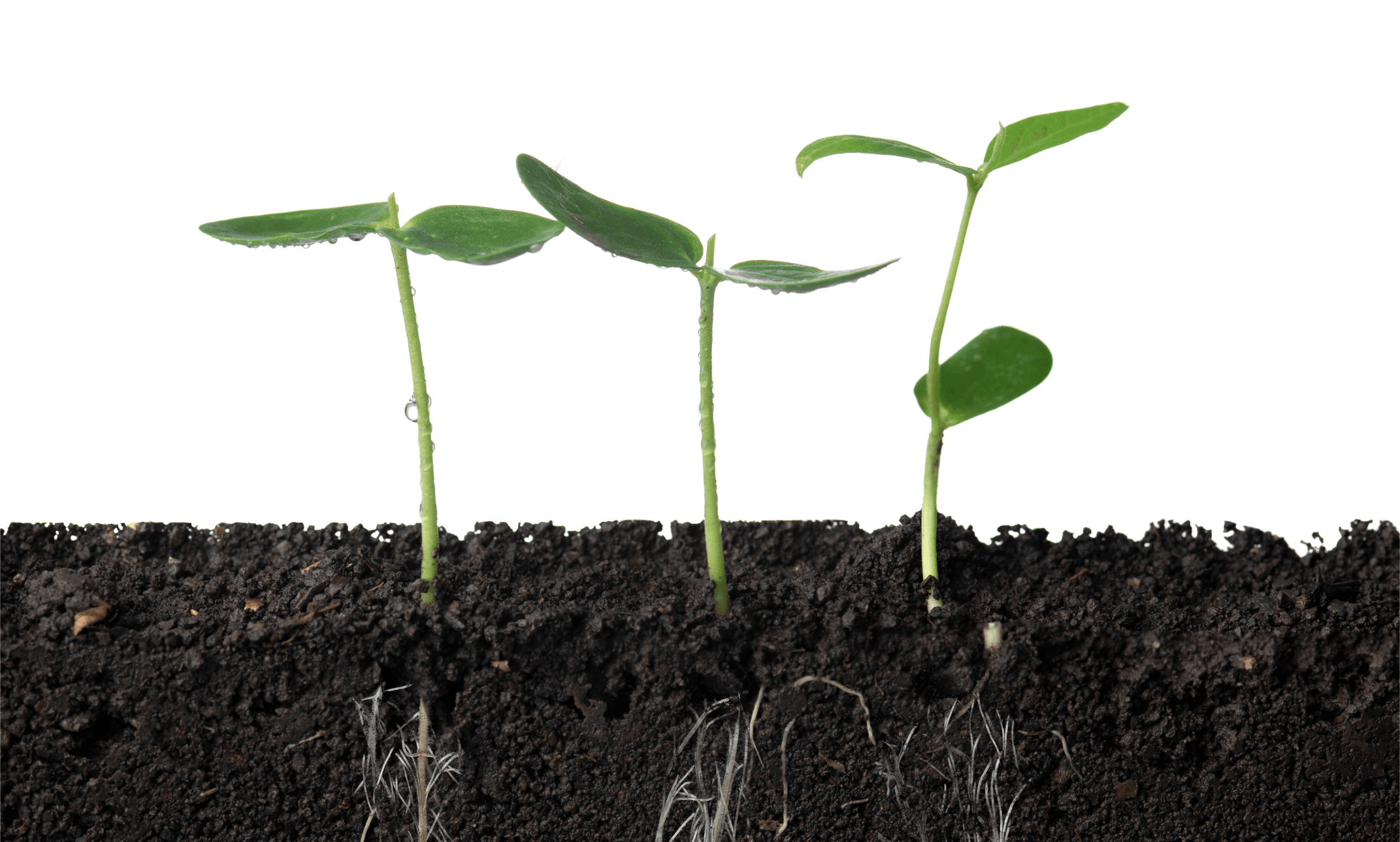 verdieping; persoonlijke ontwikkeling; verbondenheid