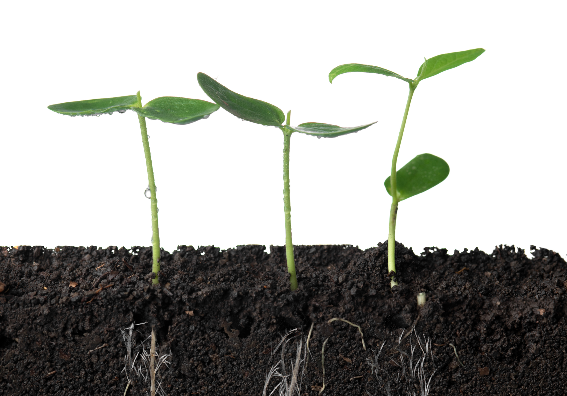 verdieping; persoonlijke ontwikkeling; verbondenheid