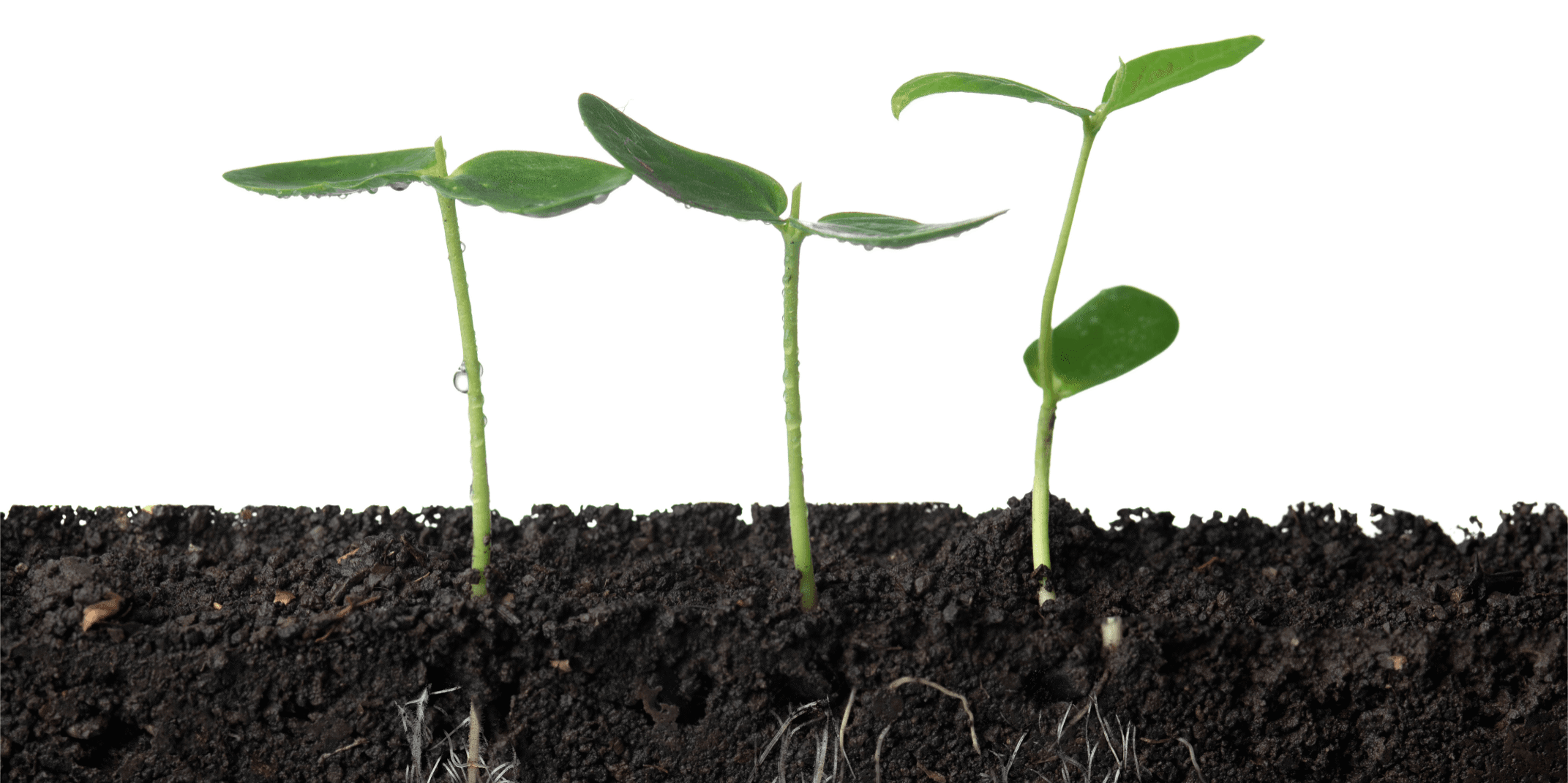 verdieping; persoonlijke ontwikkeling; verbondenheid